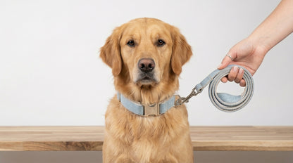 Denim Dog Leash & Collar Set